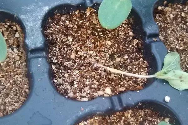 真的要“谈铜色变”？其实，慎重使用就行