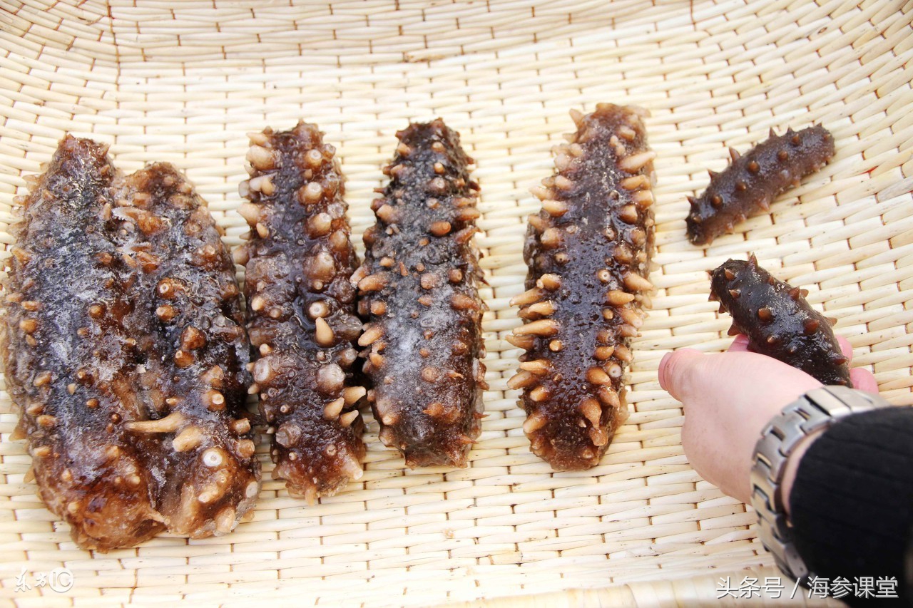 青岛韩国野生海参,纯野生海参韩国