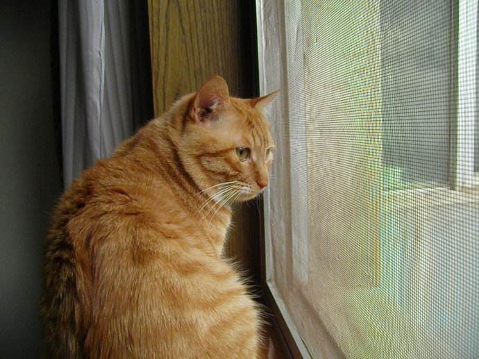 猫咪独自在家怎么让猫开心,猫咪独自在家怎么避免孤独