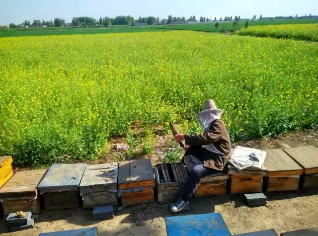 藁城为何突然发展起来了,藁城以后的发展