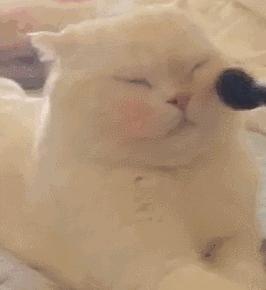 夜华和白浅刘亦菲,夜华白浅穿越了吗