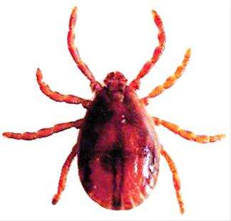 能活1000年的水熊虫,能活1000多年的水熊虫