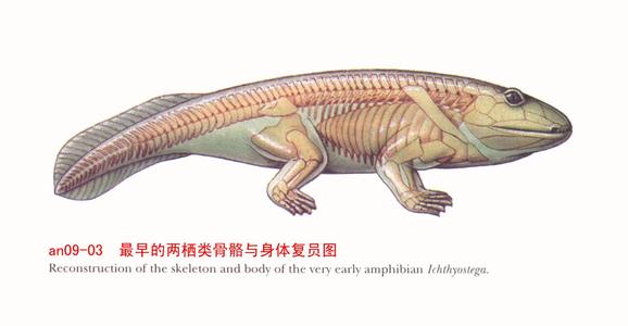 能活1000年的水熊虫,能活1000多年的水熊虫