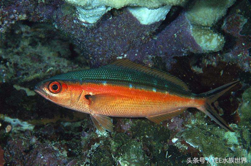 来自非洲三湖的小精灵,各有自己的小秉性