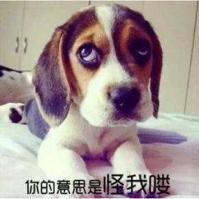 狗狗拉稀是因为喝了人类牛奶吗,狗狗便血还能吃狗粮吗