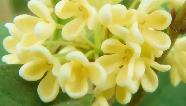 桂花佛顶珠和金桂哪个品种好,家庭养花桂花知识大全