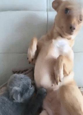 搞笑gif动图吸引人,不听话搞笑gif动图