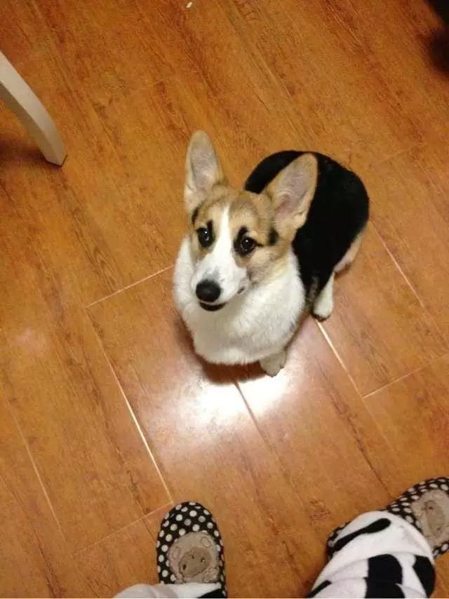 你有过“用生命在遛狗”的经历吗？别问我是怎么知道的