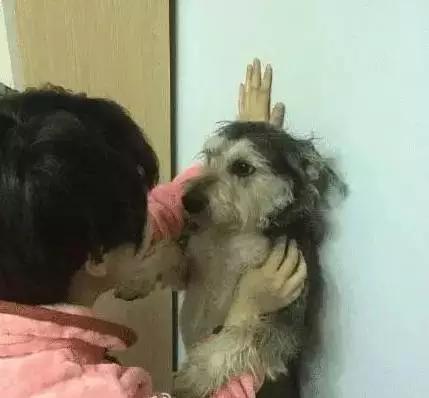 你有过“用生命在遛狗”的经历吗？别问我是怎么知道的