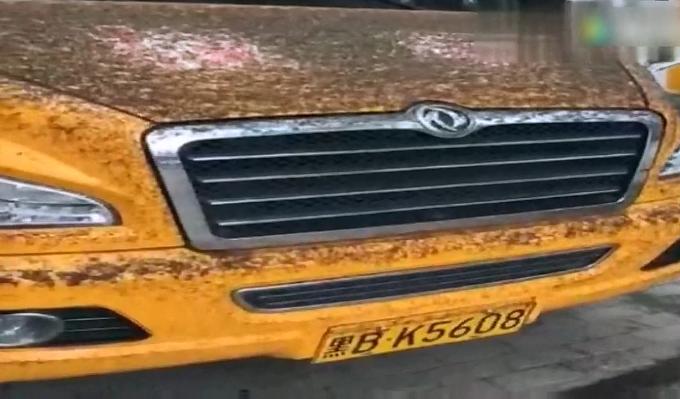 小咬生命力顽强吗,小咬最有效的治疗方法