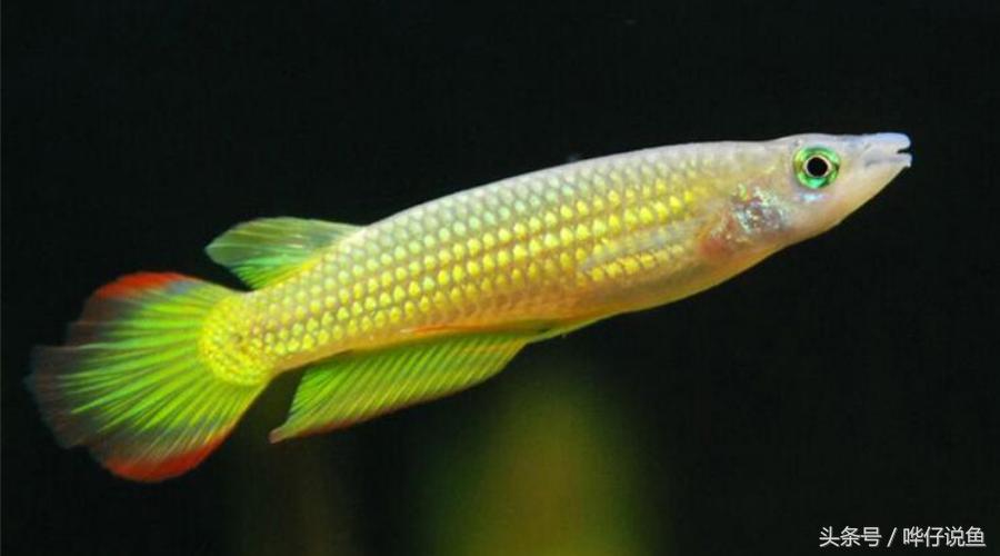 50块钱一条金龙鱼,2万元一条金龙鱼