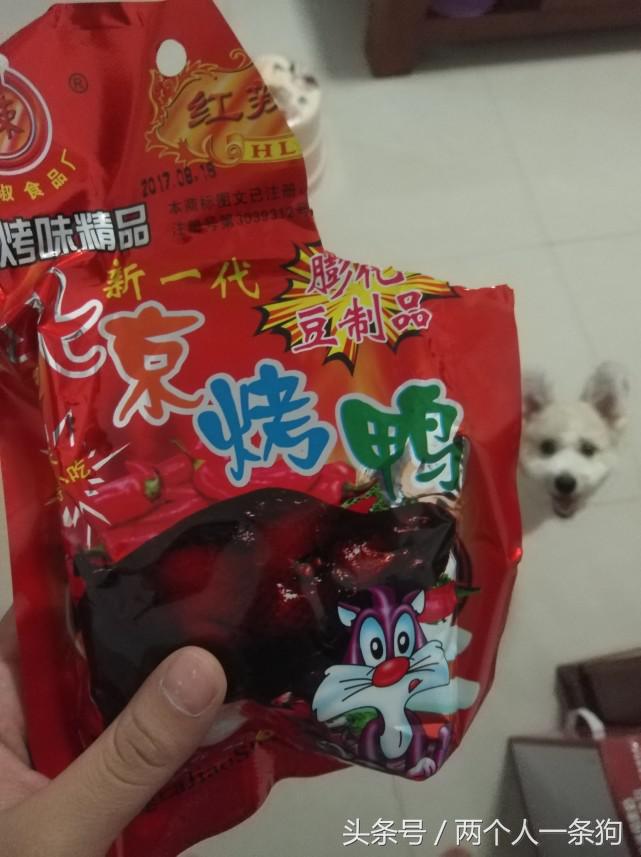 养了只活泼好动的狗怎么办,养的小土狗总是调皮怎么办