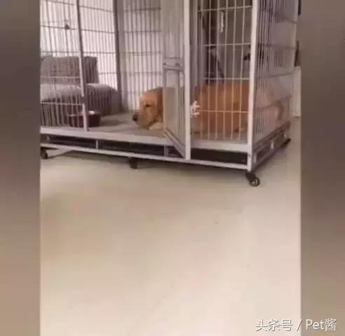 金毛到家叫了之后一直发呆,金毛在家为什么一直张嘴喘气