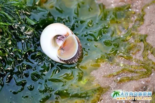 国庆大连去哪个海岛,国庆八天假去哪玩江西