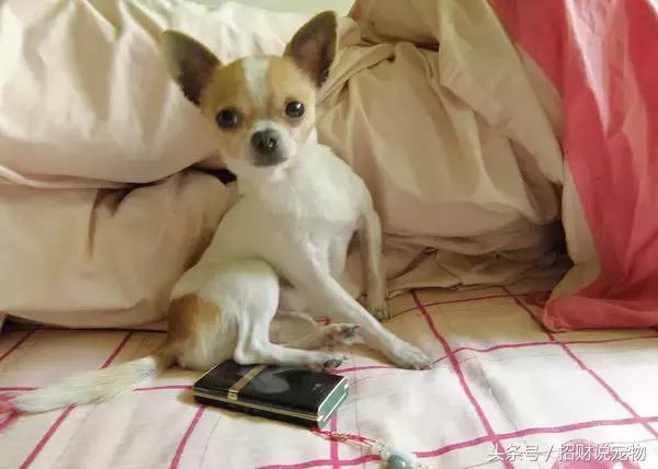 养宠小知识狗突然大量掉毛怎么办,养宠知识狗狗伤口怎么处理