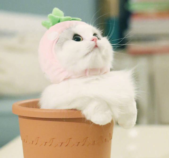 老婆和丈母娘发生矛盾怎么哄,情侣吵架后应该如何去哄女友