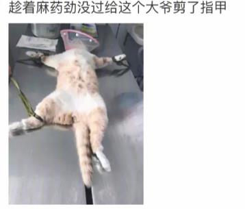 网友家猫主子绝育后的反应，以及绝育准备和护理知识