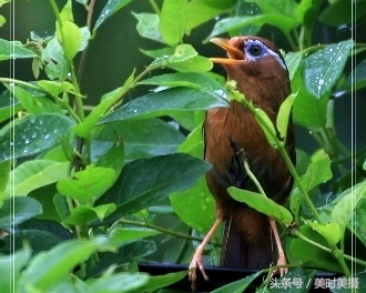 稀奇，这位农民竟懂鸟语？一分钟教你听懂画眉鸟在说什么