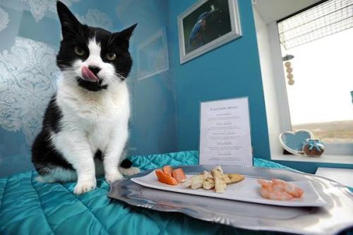 猫咪独自在家怎么让猫开心,猫咪独自在家怎么避免孤独