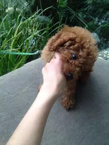 你有过“用生命在遛狗”的经历吗？别问我是怎么知道的