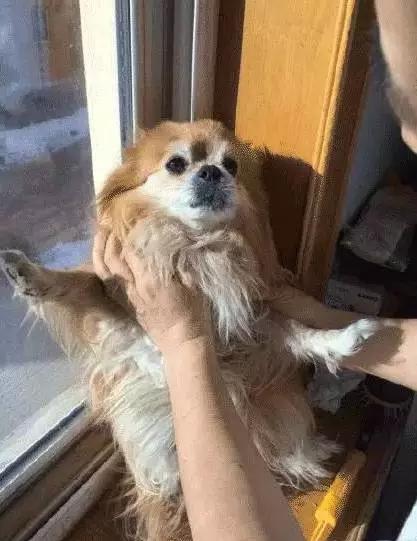 你有过“用生命在遛狗”的经历吗？别问我是怎么知道的