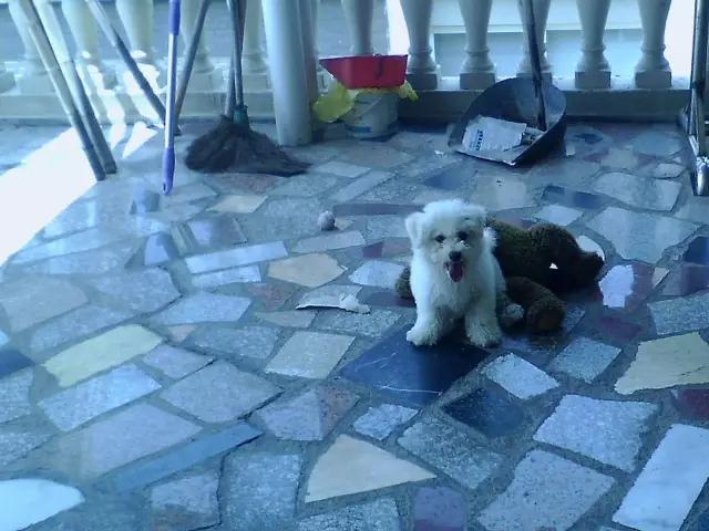 你有过“用生命在遛狗”的经历吗？别问我是怎么知道的