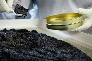 俄罗斯正宗鱼子酱,俄罗斯的哪种鱼子酱最好