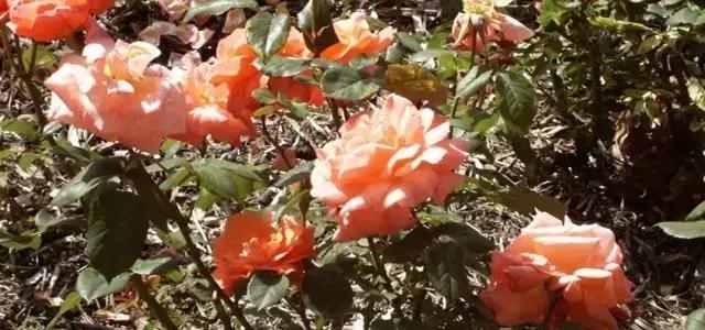 国庆假日浪漫之旅,澳大利亚国庆旅游攻略