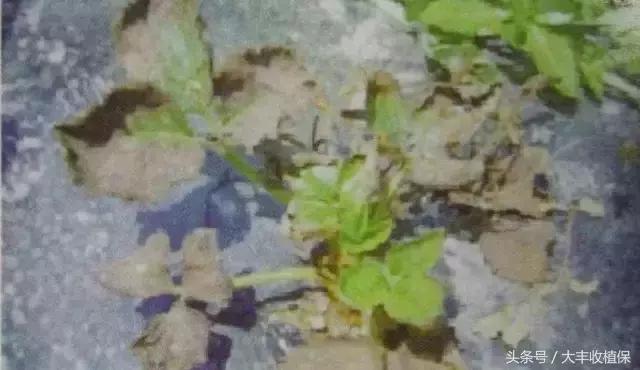 草莓的根腐病发病的温度是多少,草莓根腐病怎么治最见效