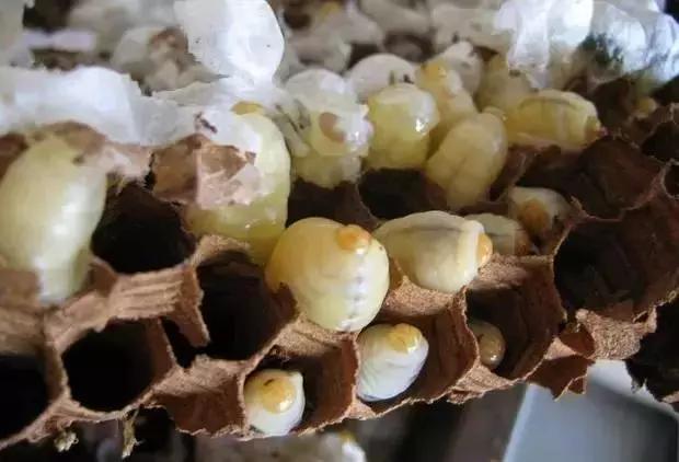 吃野生马蜂蛹违法吗,吃马蜂的蜂蛹中毒是什么原因