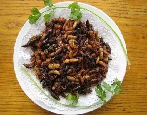 吃野生马蜂蛹违法吗,吃马蜂的蜂蛹中毒是什么原因