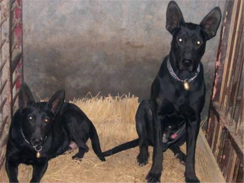 黑狼犬通灵性吗,黑狼犬多大开始训练最好