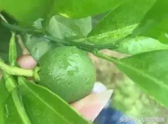 致命的小黑点！一旦染上这种病，柑橘彻底毁容，果农收入减半