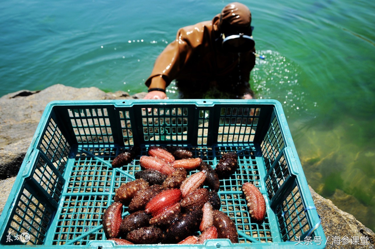 青岛韩国野生海参,纯野生海参韩国