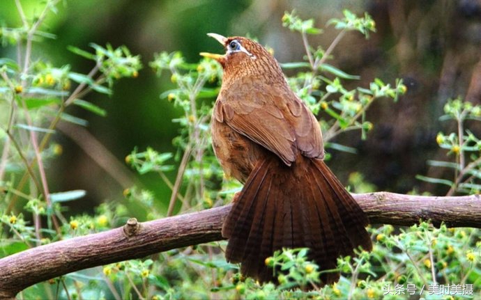 稀奇，这位农民竟懂鸟语？一分钟教你听懂画眉鸟在说什么