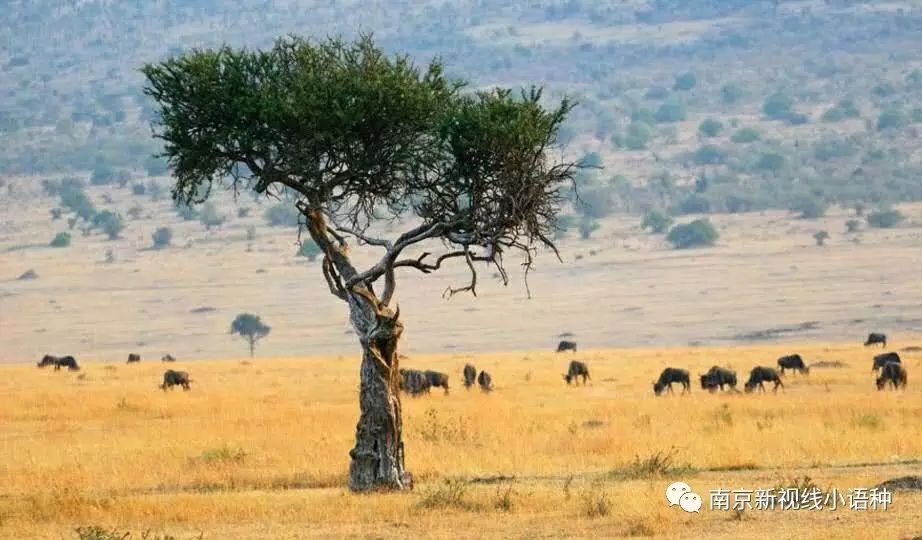 欧葡和巴葡是什么意思,巴葡考级和葡葡考级的区别