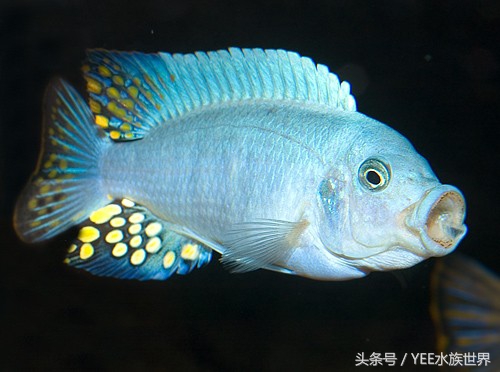 来自非洲三湖的小精灵,各有自己的小秉性