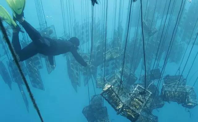 海水珍珠和淡水珍珠怎么分辨真假,真的淡水珍珠与假珍珠区别