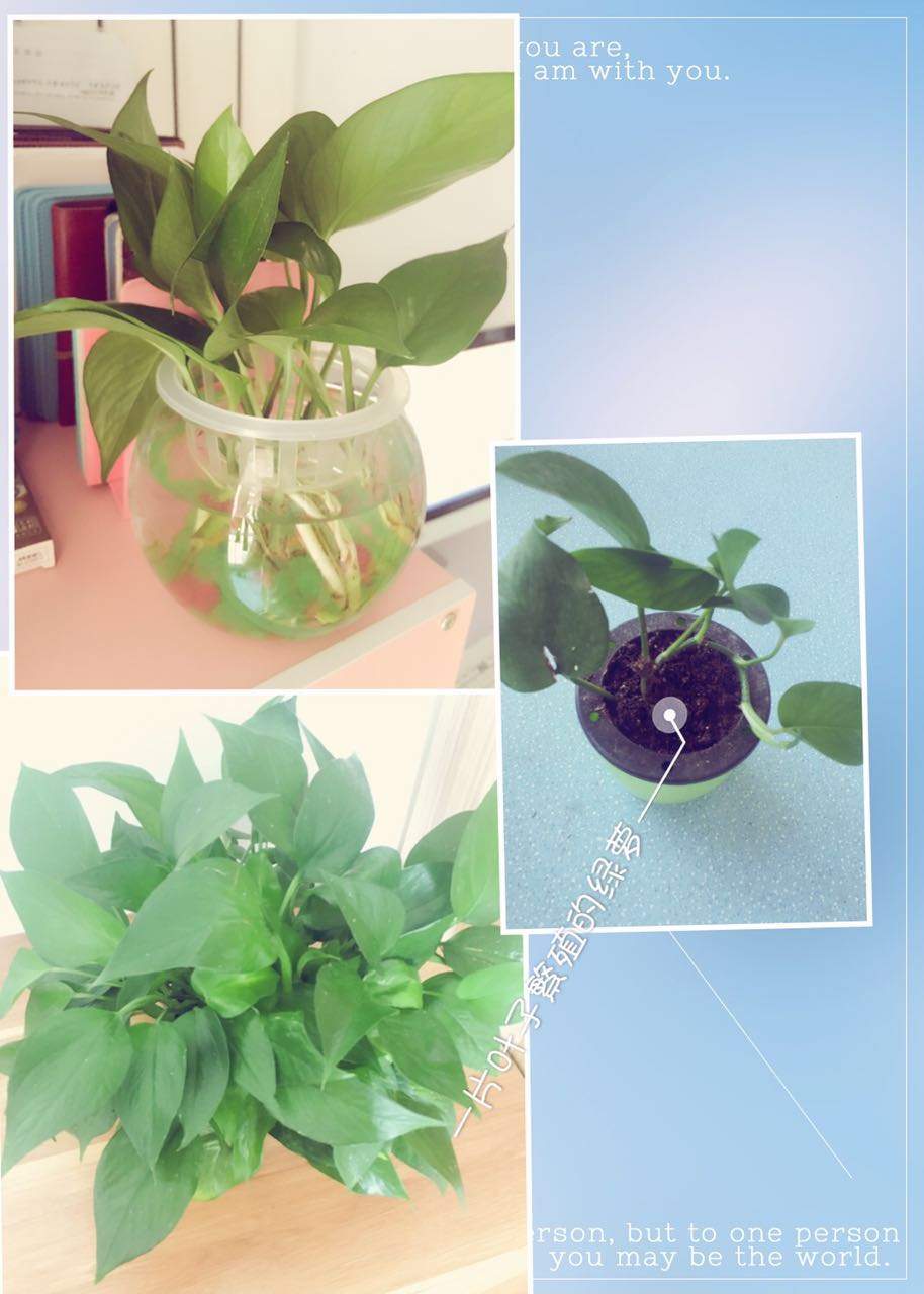 孕期适合室内养的植物,孕妇适合室内养什么绿植