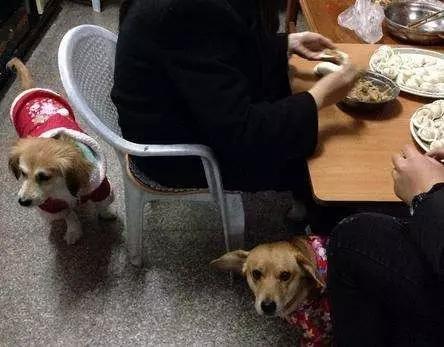 你有过“用生命在遛狗”的经历吗？别问我是怎么知道的