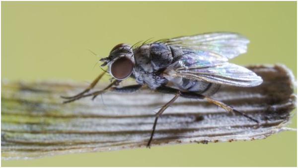 我身边老是有苍蝇怎么解决,为什么打苍蝇老是打不着呢