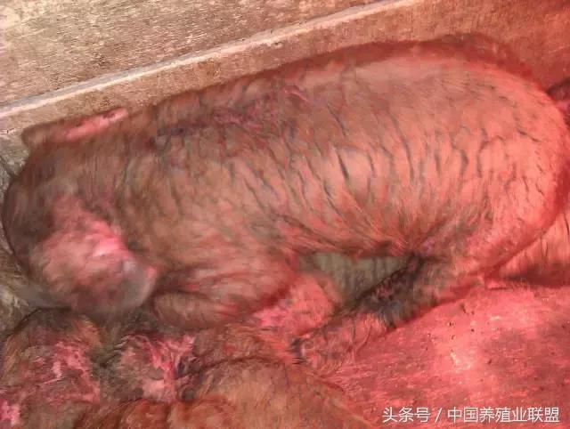 小猪身上起脓泡,小猪身上起皮是什么原因