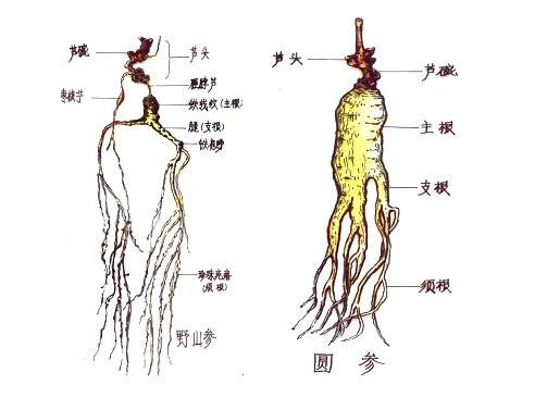 人参的真伪与好坏应该怎么辨别呢,长白山人参编号怎么辨别真伪