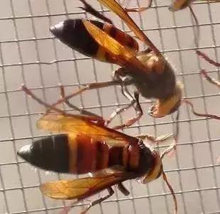 吃野生马蜂蛹违法吗,吃马蜂的蜂蛹中毒是什么原因