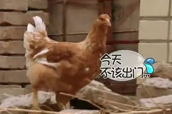 爸爸去哪儿你不知道的事,爸爸去哪儿真心话问答