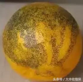 致命的小黑点！一旦染上这种病，柑橘彻底毁容，果农收入减半