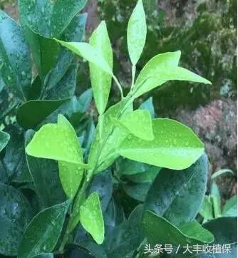 致命的小黑点！一旦染上这种病，柑橘彻底毁容，果农收入减半