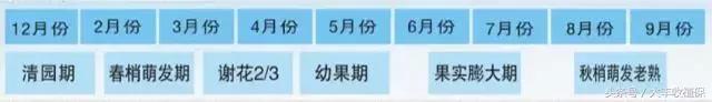 致命的小黑点！一旦染上这种病，柑橘彻底毁容，果农收入减半