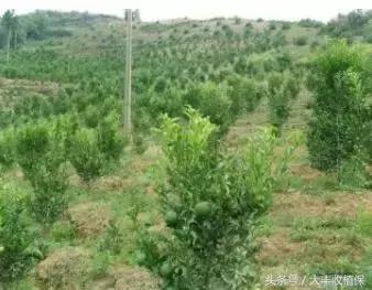 致命的小黑点！一旦染上这种病，柑橘彻底毁容，果农收入减半