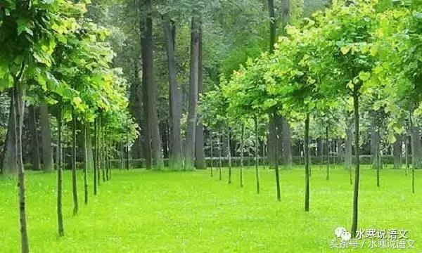 让这个擅长种树的驼背老郭主管教育，如何